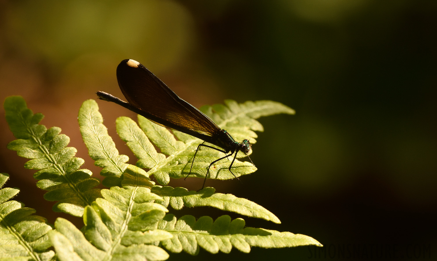 Calopteryx maculata [400 mm, 1/1000 sec at f / 9.0, ISO 1000]